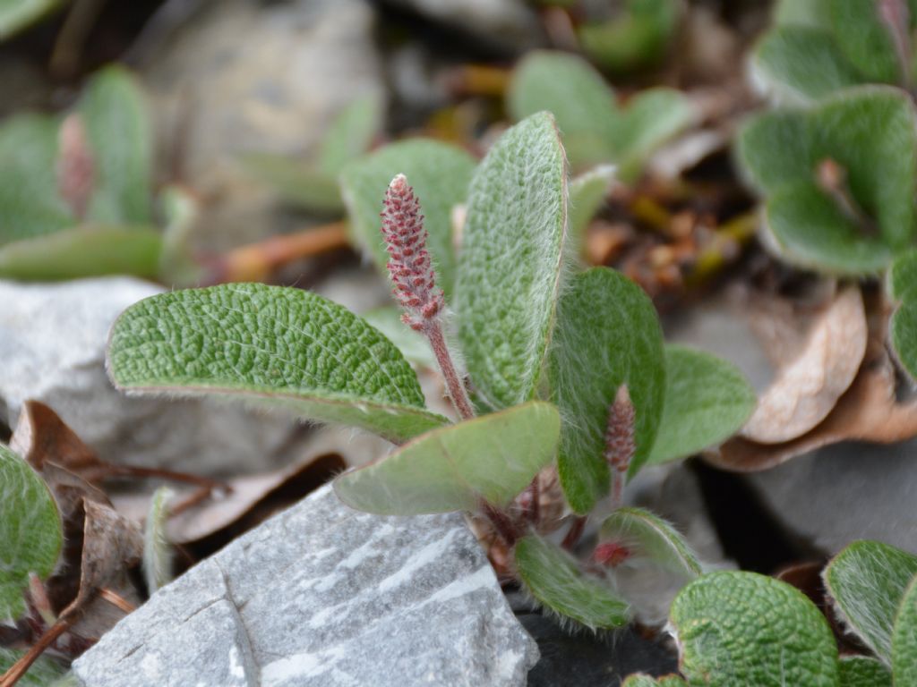 Salix reticulata / Salice reticolato